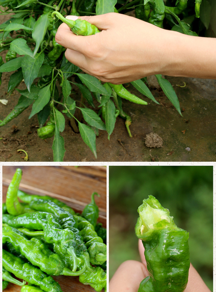 2020年新鲜露天皱皮辣椒每日现摘辛辣300g