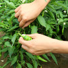 密云农家种植二荆条青辣椒300g 新鲜 当天采摘 微辣特香蔬菜 商品缩略图3