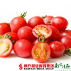 【珠三角包邮】农匠 新疆小番茄 3.3斤±2两/ 箱 （次日到货） 商品缩略图1