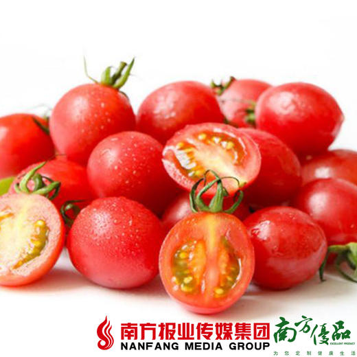 【珠三角包邮】农匠 新疆小番茄 3.3斤±2两/ 箱 （次日到货） 商品图1