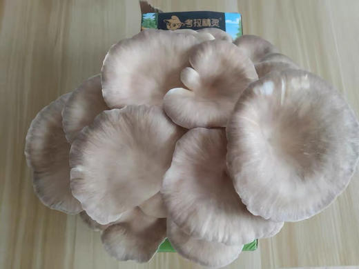 考拉精灵蘑菇diy包秀珍菇家庭种植菌棒平菇菌包种子亲