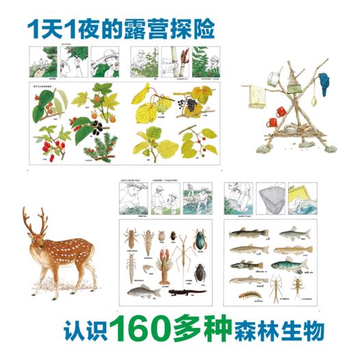 松冈达英科学绘本：和爸爸去森林探险 （野外观察实用笔记，鼓励孩子亲近自然、动手实践） 商品图2