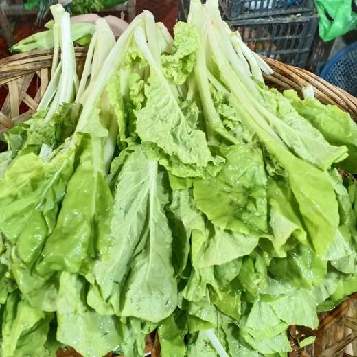 水白菜 商品图0