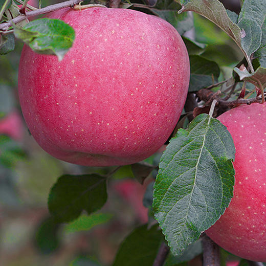 【山东·烟台】正宗红富士苹果 2024年果 新鲜脆甜 富士苹果 商品图4