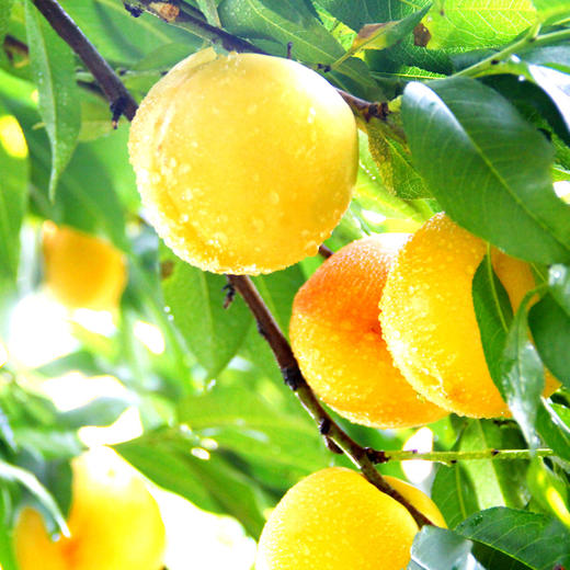 【山东·沂蒙】夏季爆款 蒙阴特产黄金黄油桃  新鲜当季黄金脆甜油桃 商品图2