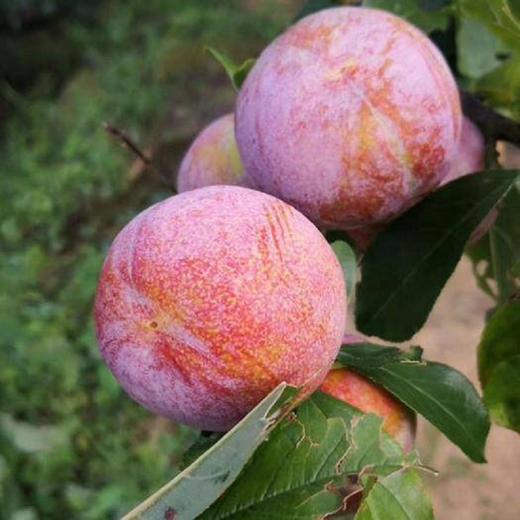 福建芙蓉李 果皮薄透 水润香甜"李中珍品 纯绿