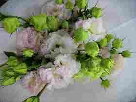 配花-云南龙胆（洋桔梗）-冰激凌-0.8kg/扎