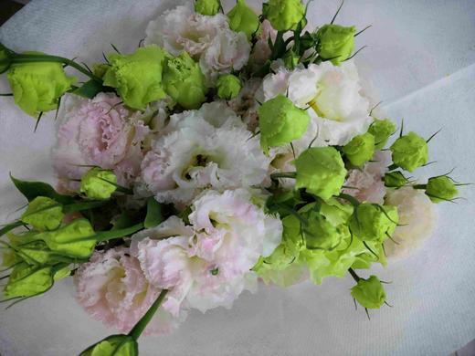 配花-云南龙胆（洋桔梗）-冰激凌-0.8kg/扎 商品图0