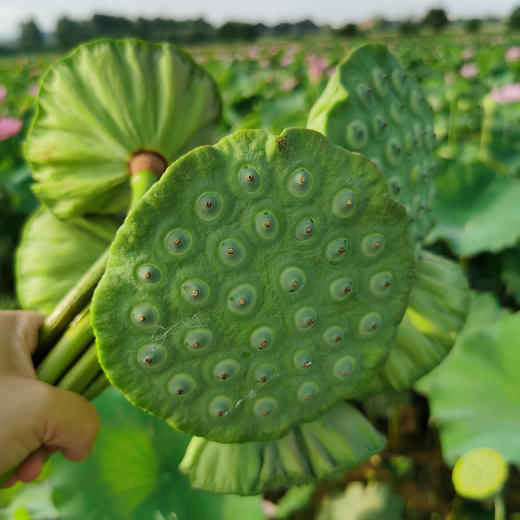 鲜果莲蓬 | 即食鲜莲子 | 3斤装 商品图0