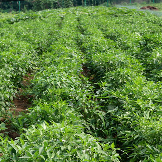 密云农家种植二荆条青辣椒300g 新鲜 当天采摘 微辣特香蔬菜 商品图2