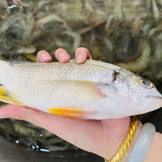 東山獨特的海域環境 這裡捕撈的野生黃翅魚 肉味較嫩較香甜 營養滋補