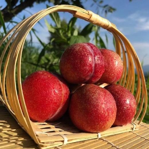 福建芙蓉李 果皮薄透 水润香甜 "李中珍品" 纯绿色无污染 新鲜采摘