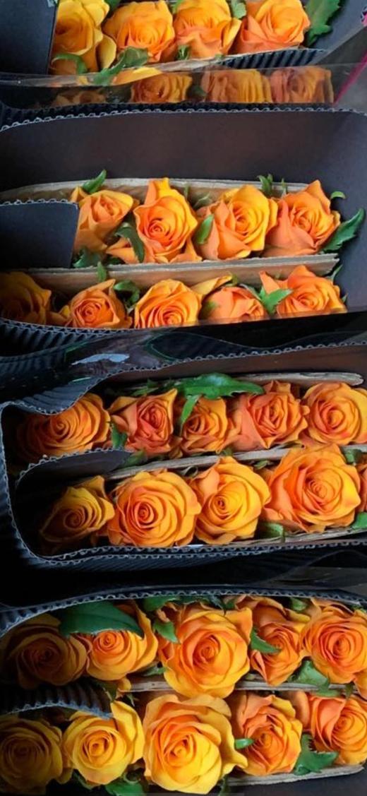 昆明玫瑰辉煌20支扎a级