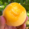 【新品上市】 山东沂蒙黄金水蜜桃  5斤装 现摘当季新鲜水果 多汁脆甜毛桃黄桃 商品缩略图4