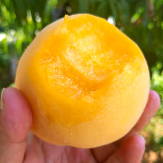 【新品上市】 山东沂蒙黄金水蜜桃  5斤装 现摘当季新鲜水果 多汁脆甜毛桃黄桃 商品图4