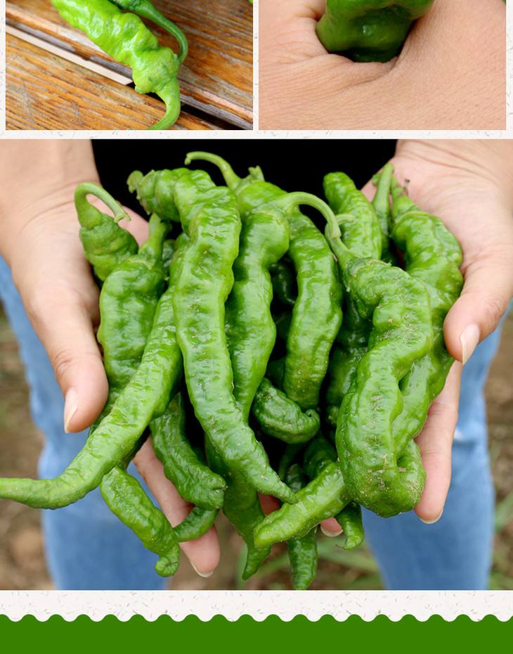 2020年新鲜露天皱皮辣椒每日现摘辛辣300g