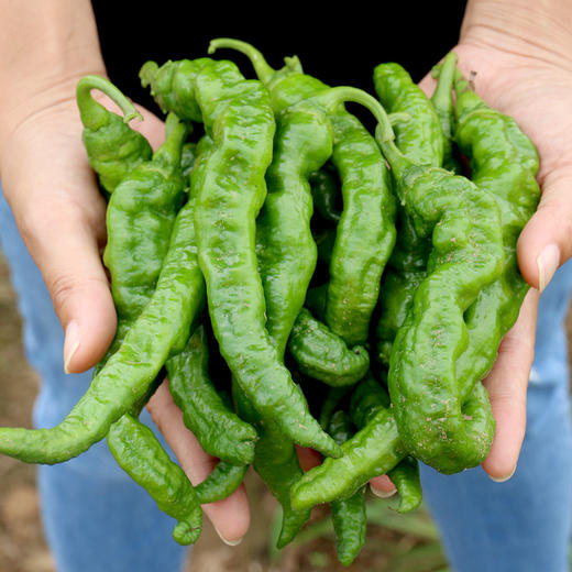 2020年新鲜露天皱皮辣椒每日现摘辛辣300g