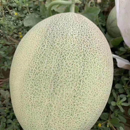 丝路晓蜜25号甜如蜜全程冷链 运输 酥脆如梨,汁水超多肉细腻,果肉橘红