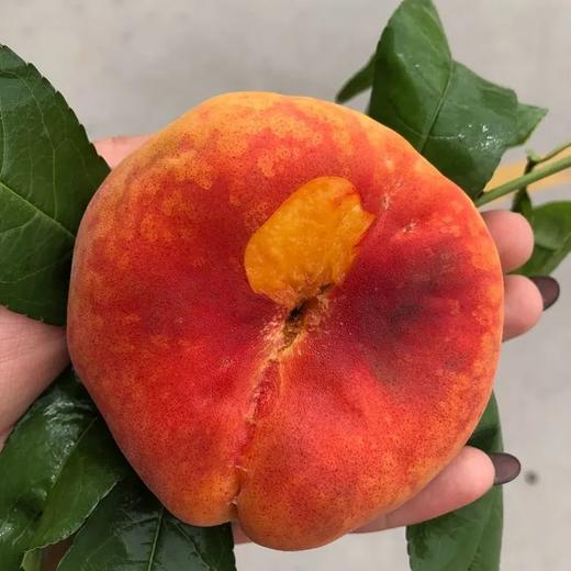 新疆特产伊犁王母娘娘的蟠桃纽扣扁潘桃当季水果水蜜桃净重3斤