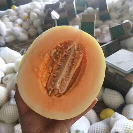 【新品上市】甘肃民勤沙漠金红宝蜜瓜 当季黄河蜜脆甜瓜 新鲜水果哈密香瓜 商品图3
