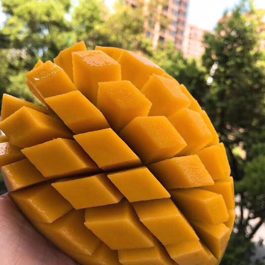 【广西仓发货】越南香甜大青芒  新鲜水果 （黄皮青皮随机） 商品图4