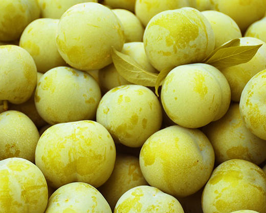 四川蜂蜜李子2斤