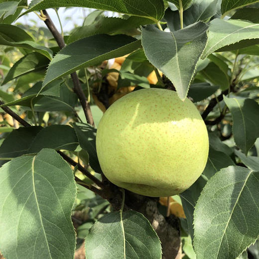 四川乐至绿宝石梨5斤装左右约1012粒左右皮薄果肉细腻化渣水分大甜度