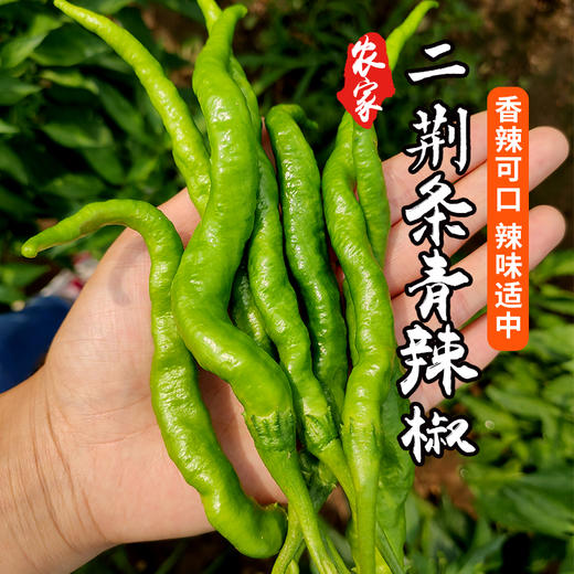 密云农家种植二荆条青辣椒300g 新鲜 当天采摘 微辣特香蔬菜 商品图0