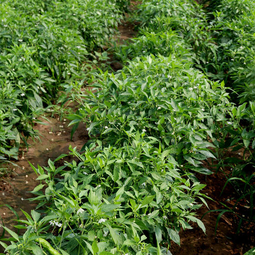 2020年新鲜露天皱皮辣椒每日现摘辛辣300g