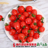 【珠三角包邮】农匠 新疆小番茄 3.3斤±2两/ 箱 （次日到货） 商品缩略图0