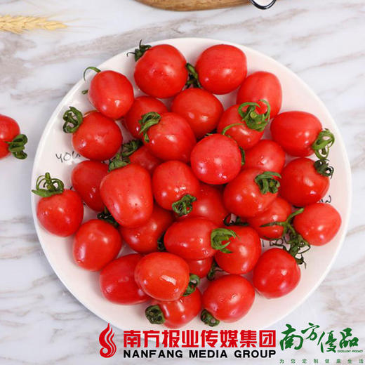 【珠三角包邮】农匠 新疆小番茄 3.3斤±2两/ 箱 （次日到货） 商品图0