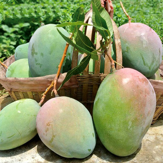 【新品上市】夏季爆款 正宗四川攀枝花凯特芒 大脸芒 新鲜水果纯甜大青芒果 商品图2