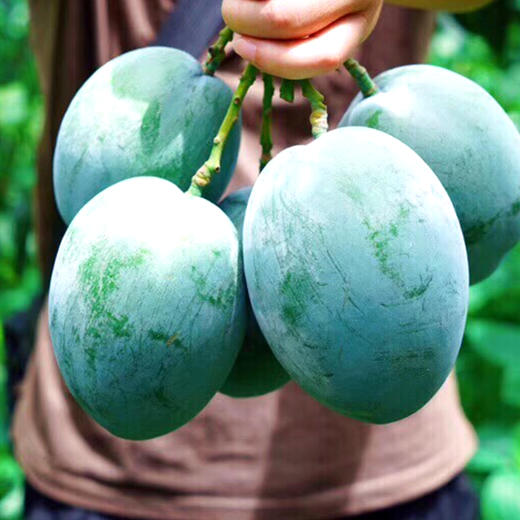 【新品上市】夏季爆款 正宗四川攀枝花凯特芒 大脸芒 新鲜水果纯甜大青芒果 商品图6