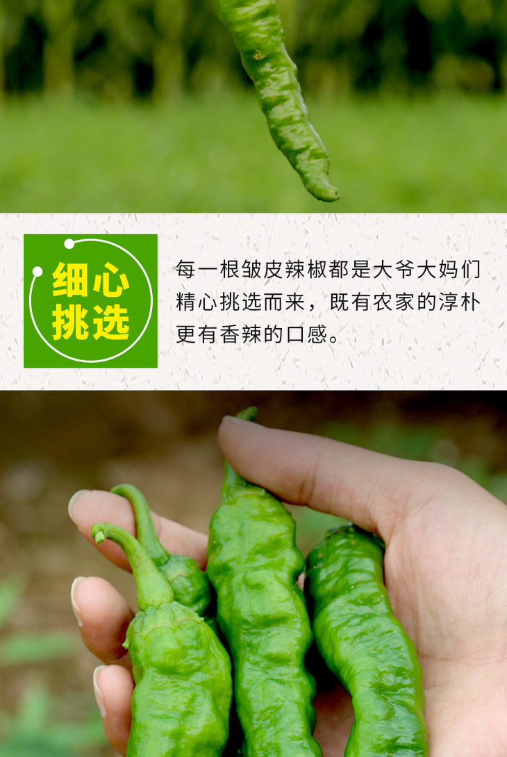 2020年新鲜露天皱皮辣椒每日现摘辛辣300g
