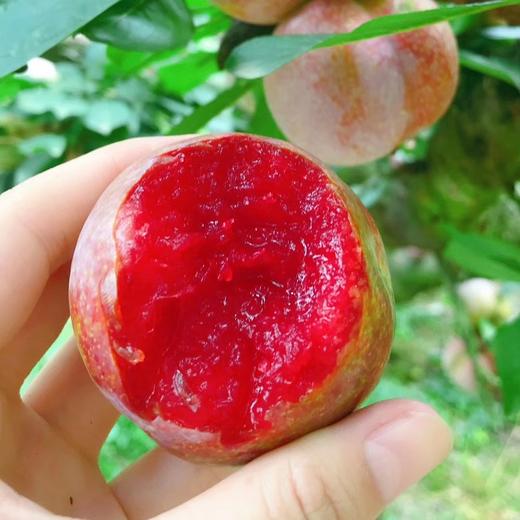 福建芙蓉李 果皮薄透 水润香甜 "李中珍品" 纯绿色无污染 新鲜采摘