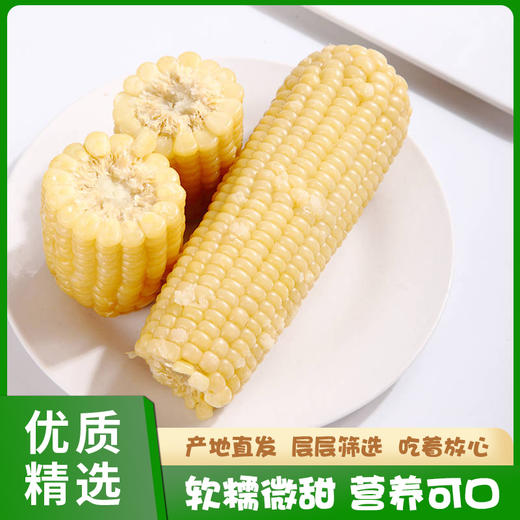 山西忻州白糯玉米 商品图2