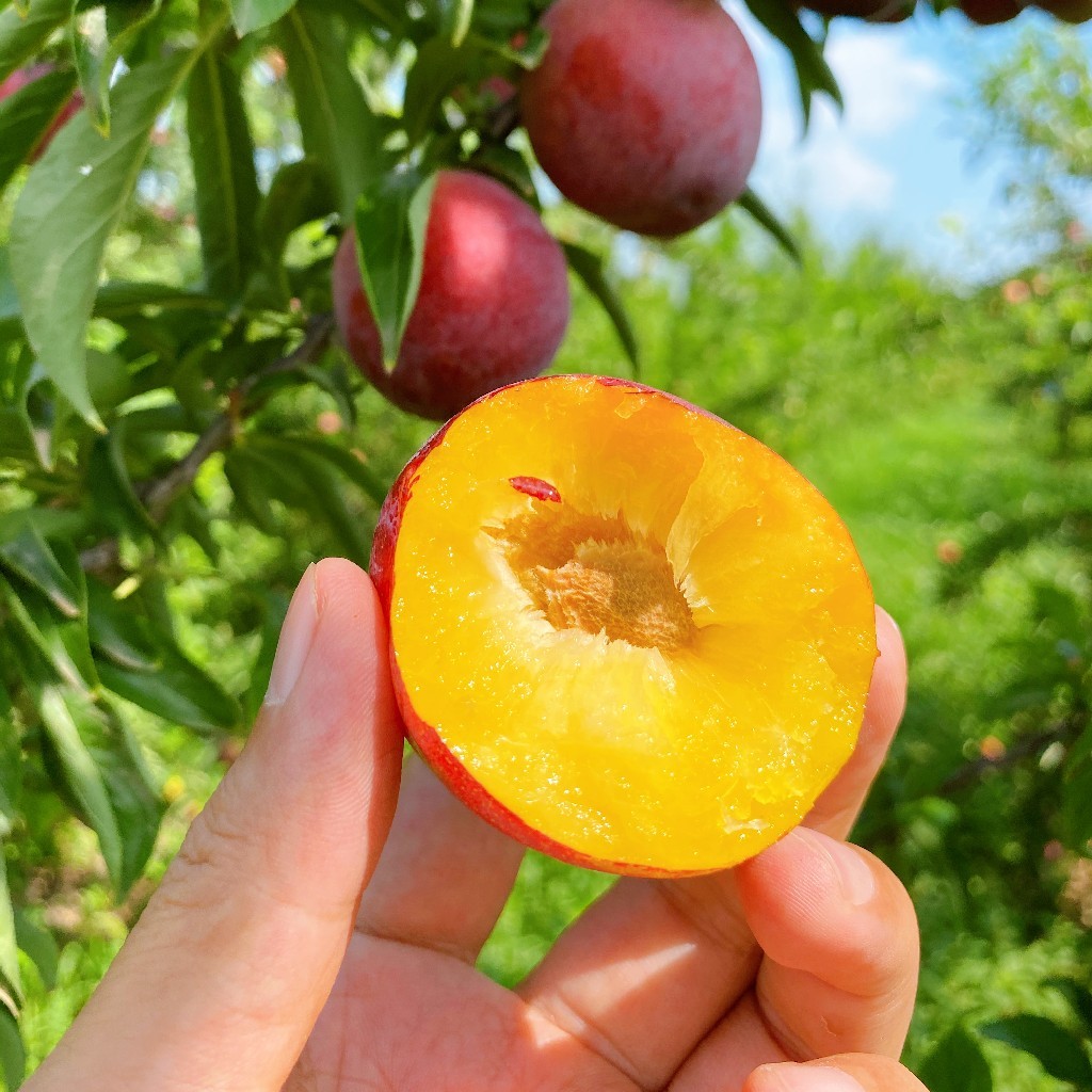 大红袍蜜李45斤5斤30枚左右