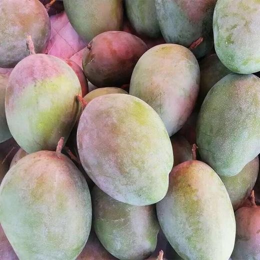攀枝花凯特芒果大果5斤9斤装四川特产大芒果新鲜水果亚布力当季水果