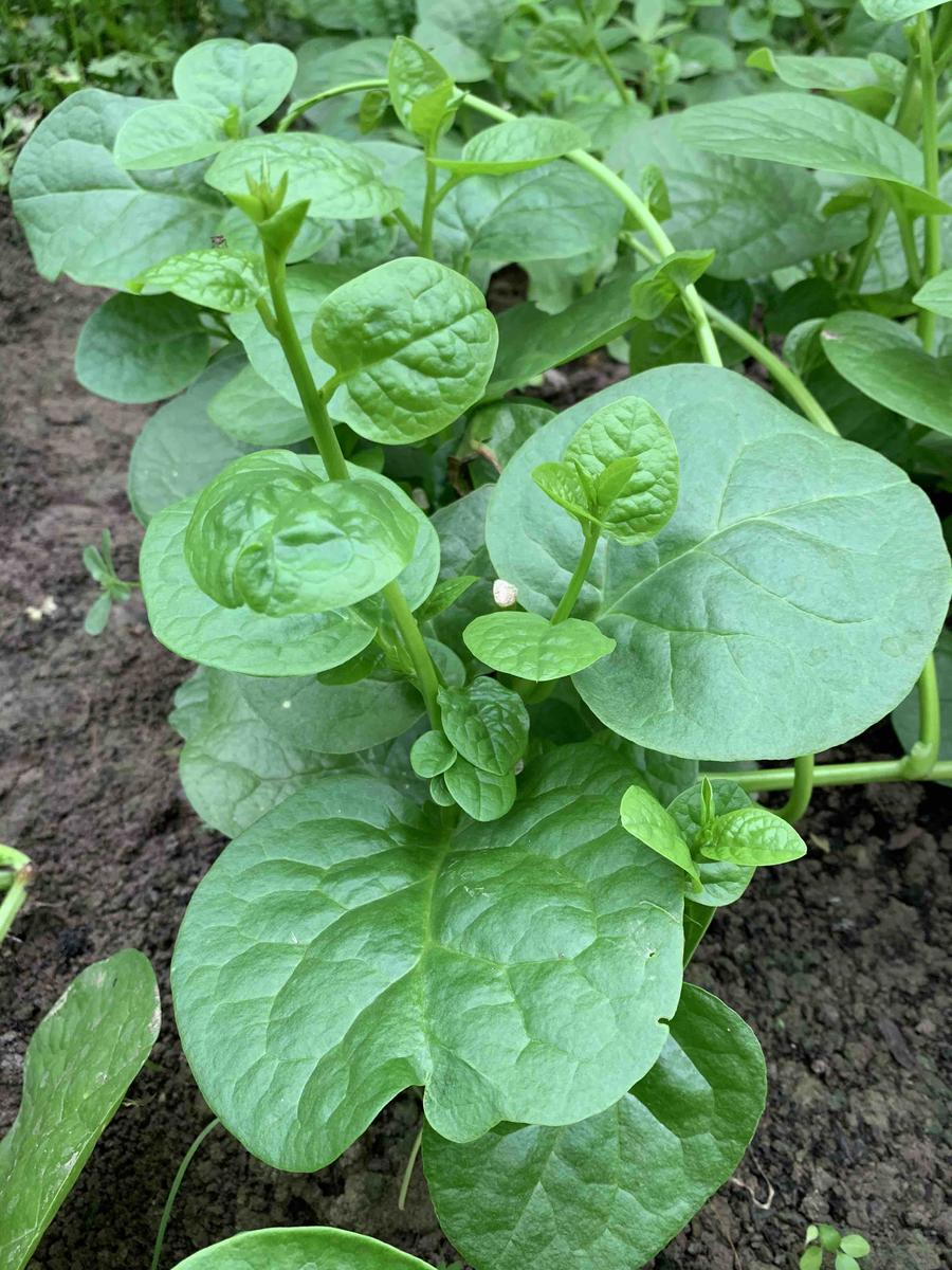 木耳菜,蜗牛花园农场无公害古法种植蔬菜新鲜大叶木耳菜绿叶菜青菜400