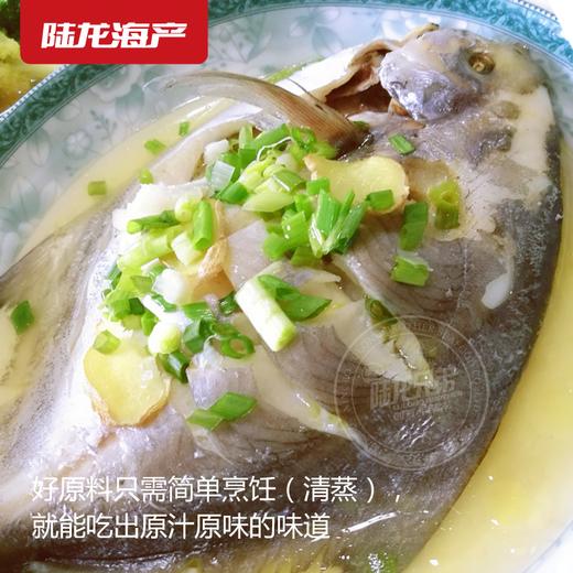 1903陆龙东海冷冻鲳鱼500g/3-4条 商品图2