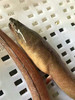 大补【龙鳗】土龙来了‼‼品质一级棒，量不多要的抓紧哦！！ 活冻 商品缩略图4