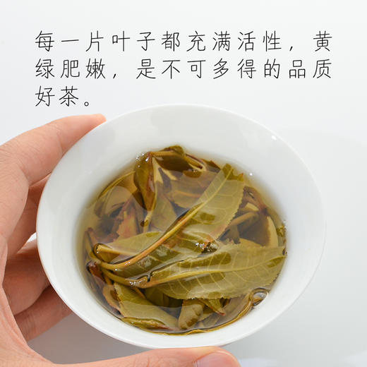 霏鸿茶叶 2020年头春广别老寨云南古树普洱茶生茶茶饼357g 商品图6