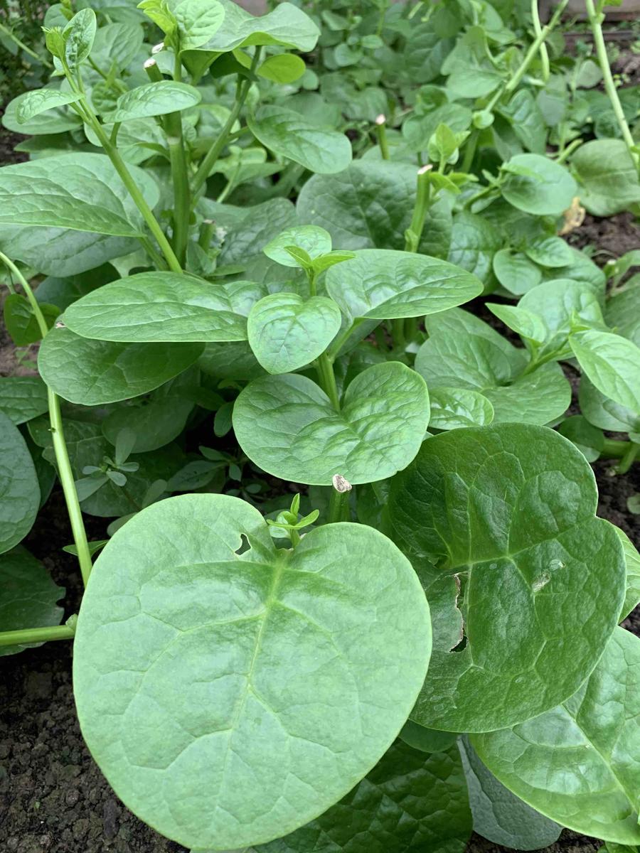 木耳菜,蜗牛花园农场无公害古法种植蔬菜新鲜大叶木耳菜绿叶菜青菜400