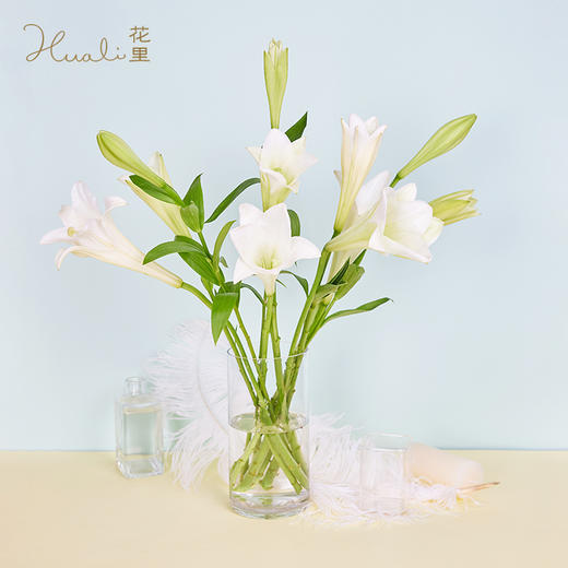 铁炮百合 不含花瓶 花里花店网上商城