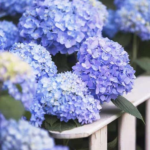 无尽夏绣球带盆栽好花期长