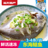 1903陆龙东海冷冻鲳鱼500g/3-4条 商品缩略图0