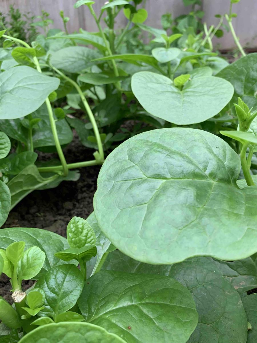 木耳菜,蜗牛花园农场无公害古法种植蔬菜新鲜大叶木耳菜绿叶菜青菜400