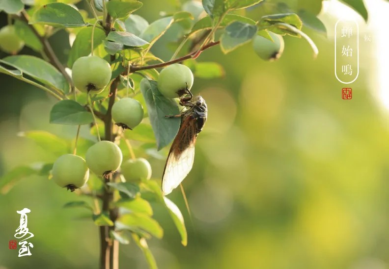 理舒 理通 苍艾精油
