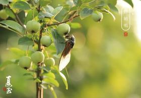 理舒 理通 苍艾精油