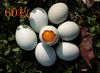 新鲜绿壳乌鸡蛋，一枚有身份证的好蛋,60枚装 商品缩略图0